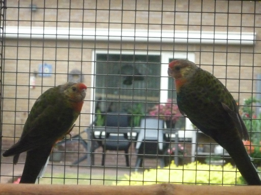 Stanley rosella, Dieren en Toebehoren, Vogels | Parkieten en Papegaaien, Meerdere dieren, Parkiet, Geringd