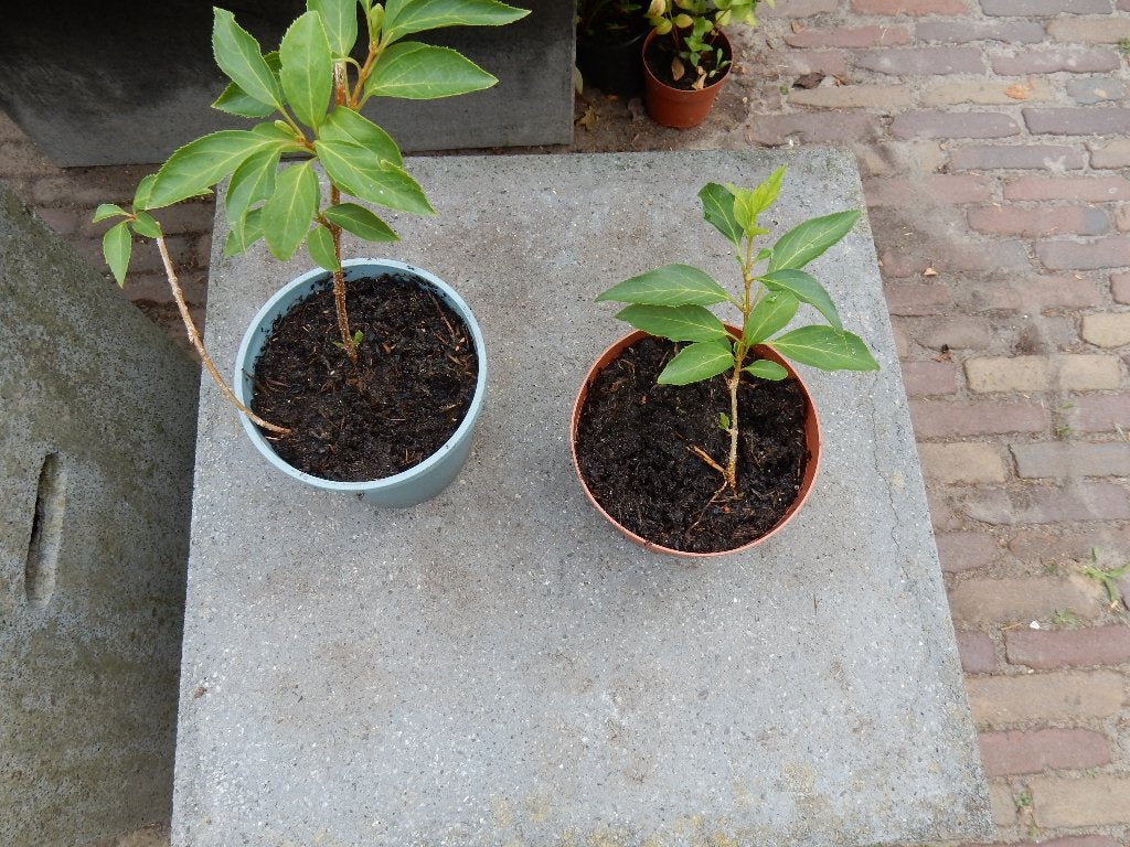 2 MOOIE FORSYTHIAPLANTEN, Vaste plant, Halfschaduw, Lente, Ophalen