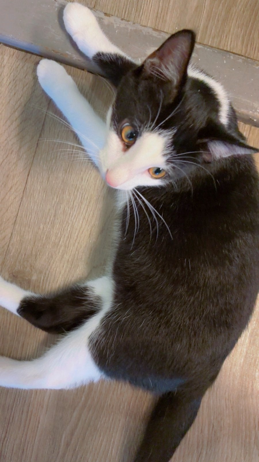 Kitten 6 maanden, Dieren en Toebehoren, Poes
