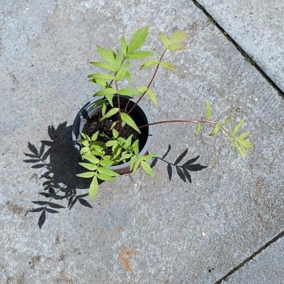 Valeriaan, Ophalen, Vaste plant, Kruiden, Volle zon