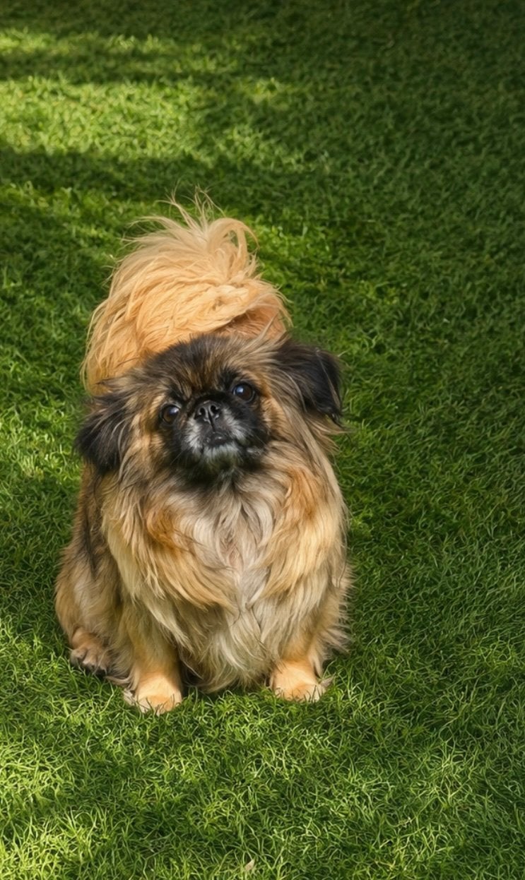 Pekingees teefje, Parvo, Overige rassen, Teef, Eén hond