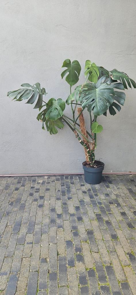 Grote Monstera Deliciosa - Kamerplant, Ophalen