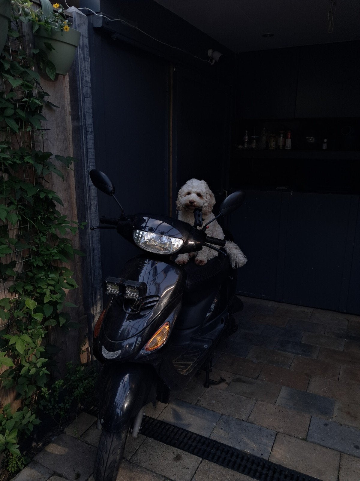 benzhou licht 50 scooter, Ophalen, Gebruikt, Onbekend, Maximaal 45 km/u