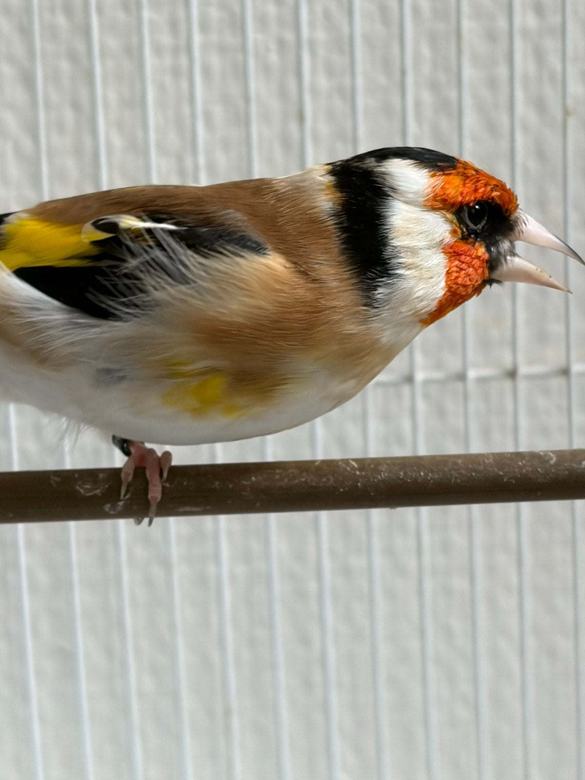 Major putter, Mannelijk, Wildzangvogel