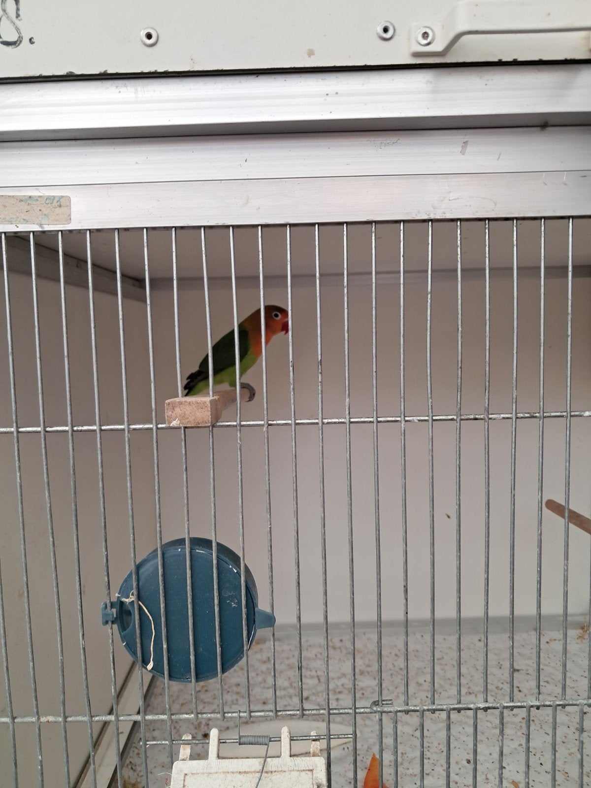 dwergpapagaaien, Dieren en Toebehoren, Geslacht onbekend, Dwergpapegaai of Agapornis