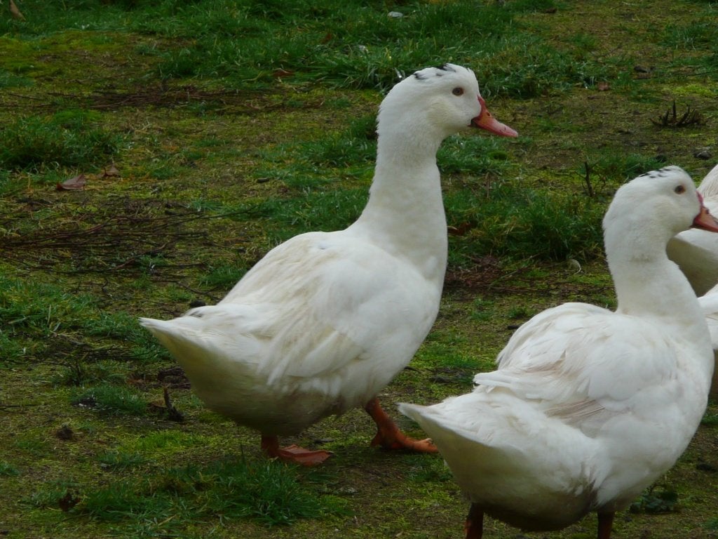 Kinder vreugde 3 fraaie wit eenden sieraad op vijver,, Meerdere dieren, Eend