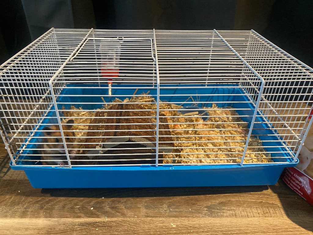 Hamster, Dieren en Toebehoren, Hamster, Maart, Vrouwelijk, Tam