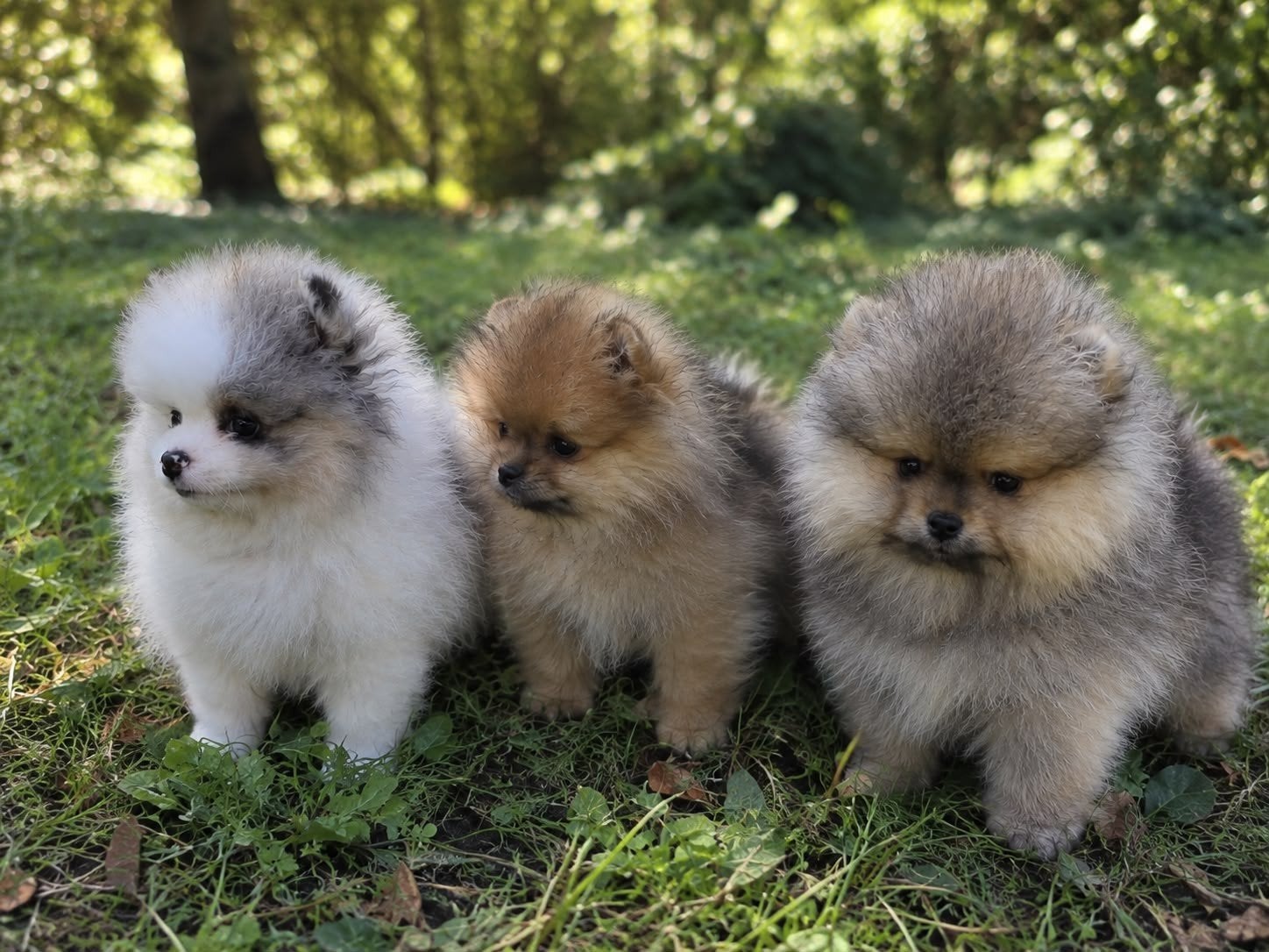 Pomeriaan pups, Particulier, 15 weken tot 1 jaar, Buitenland, Meerdere