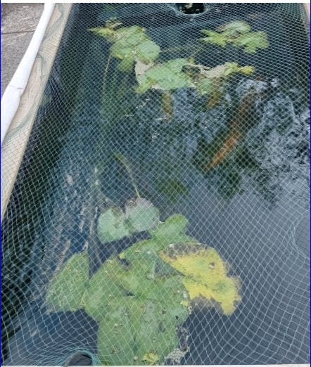 EEN GOED TE HUIS VOOR  DE VISSEN GEZOCHT, Karper of Koi