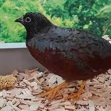 Gezocht: Chinese Dwergkwartel haan (Darth Vader), Dieren en Toebehoren, Vogels | Overige Vogels, Mannelijk