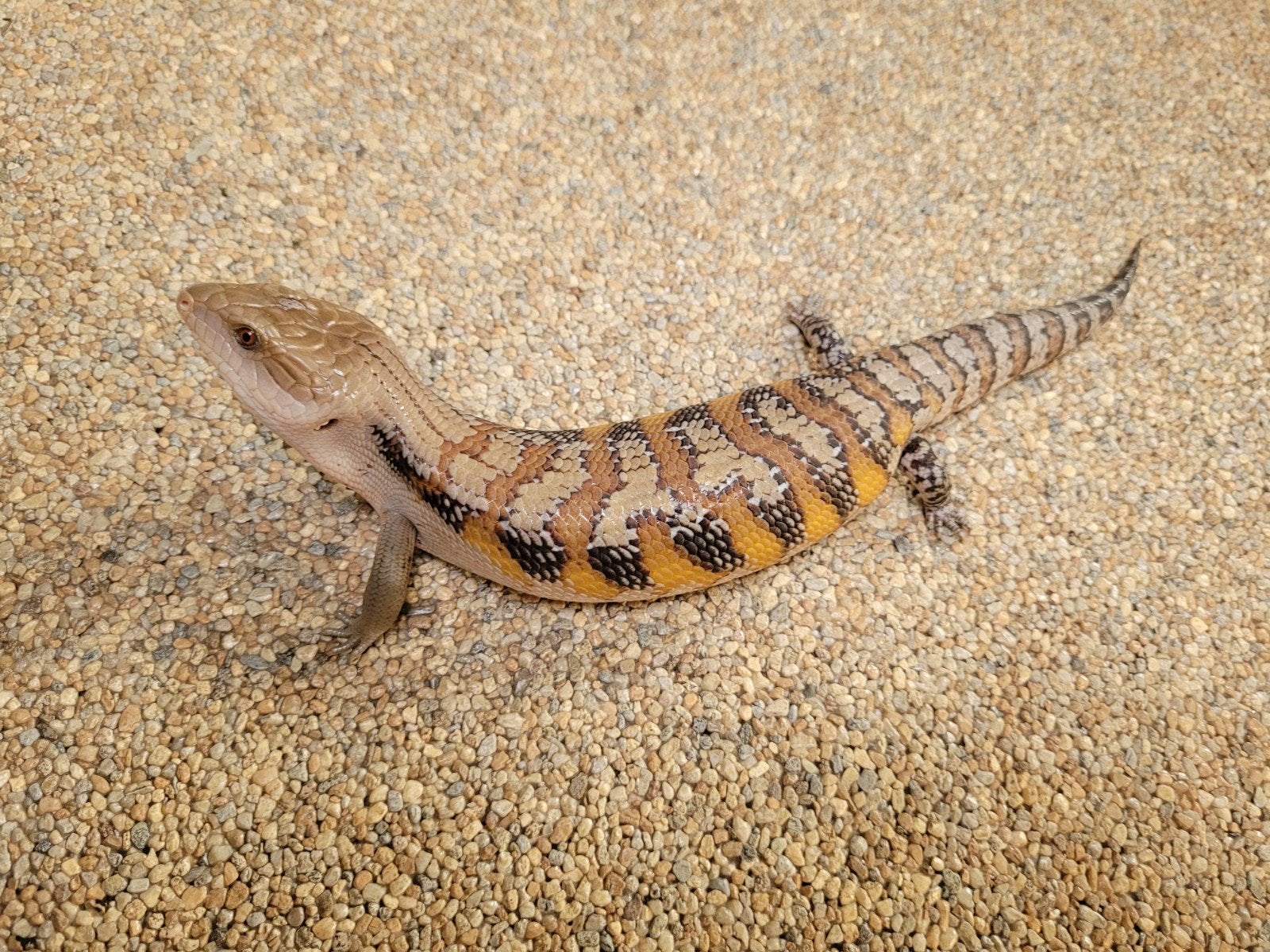 Australische Blauwtong skink - Tiliqua Scincoides Intermedia Blue Tongue Skink - unknown for sale from RVS