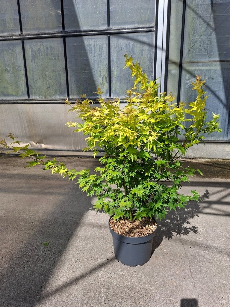 Japanse Esdoorn 'Orange Dream' - Prachtige Herfstkleuren, Overige soorten, Vaste plant, Ophalen of Verzenden, Bloeit niet