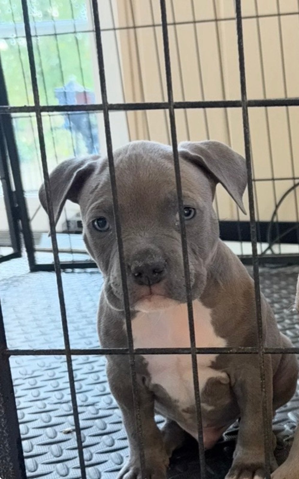 American bully reu, Dieren en Toebehoren, Overige rassen, 8 tot 15 weken, Meerdere dieren, Eén hond