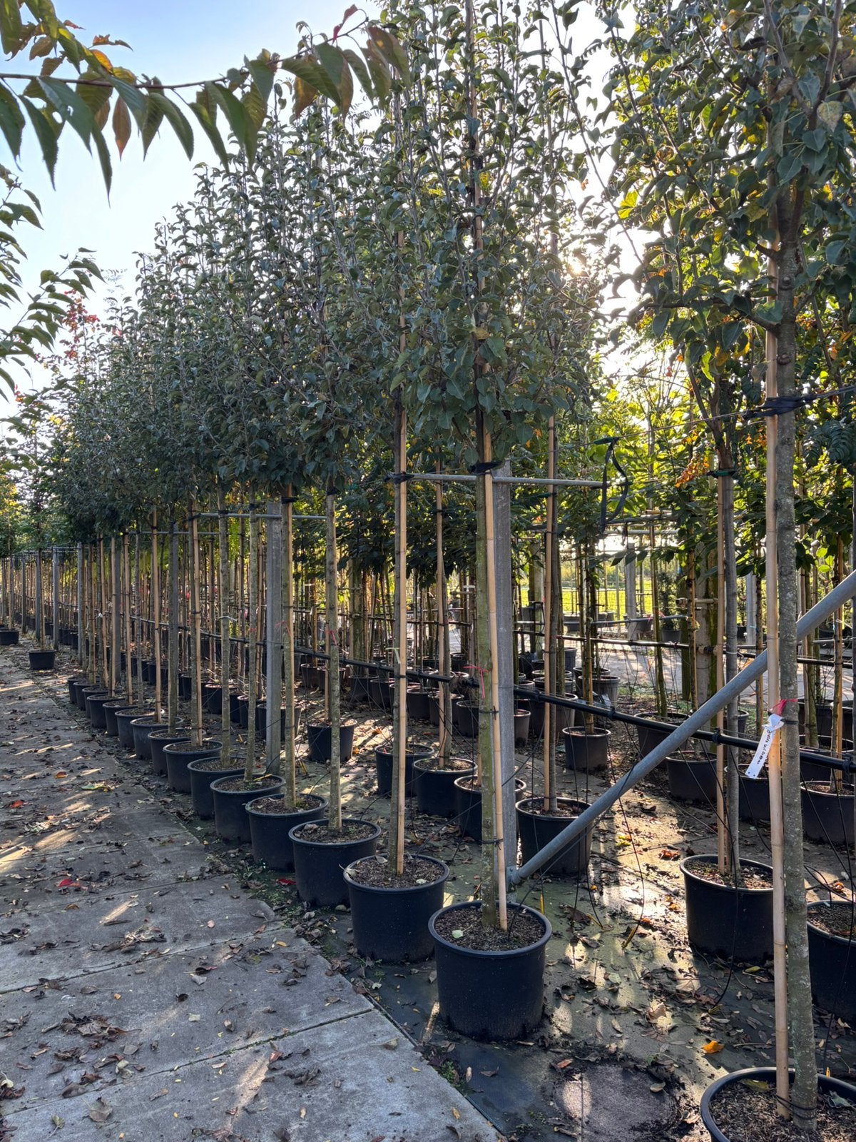 Pyrus ‘Gieser Wildeman’ – Perenboom hoogstam, Lente, Ophalen of Verzenden, Halfschaduw, 100 tot 250 cm