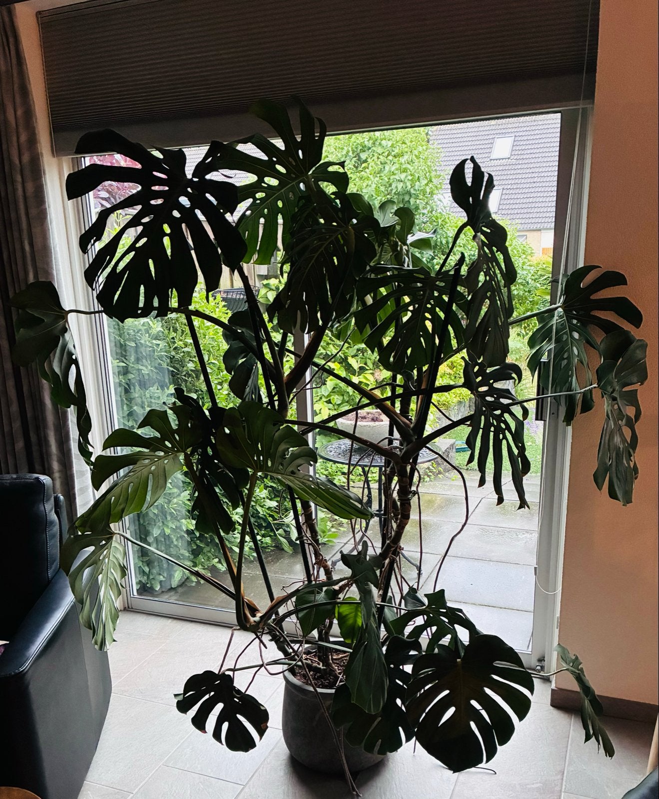 Grote Monstera Deliciosa - Kamerplant, Ophalen, 200 cm of meer, Overige soorten, Halfschaduw