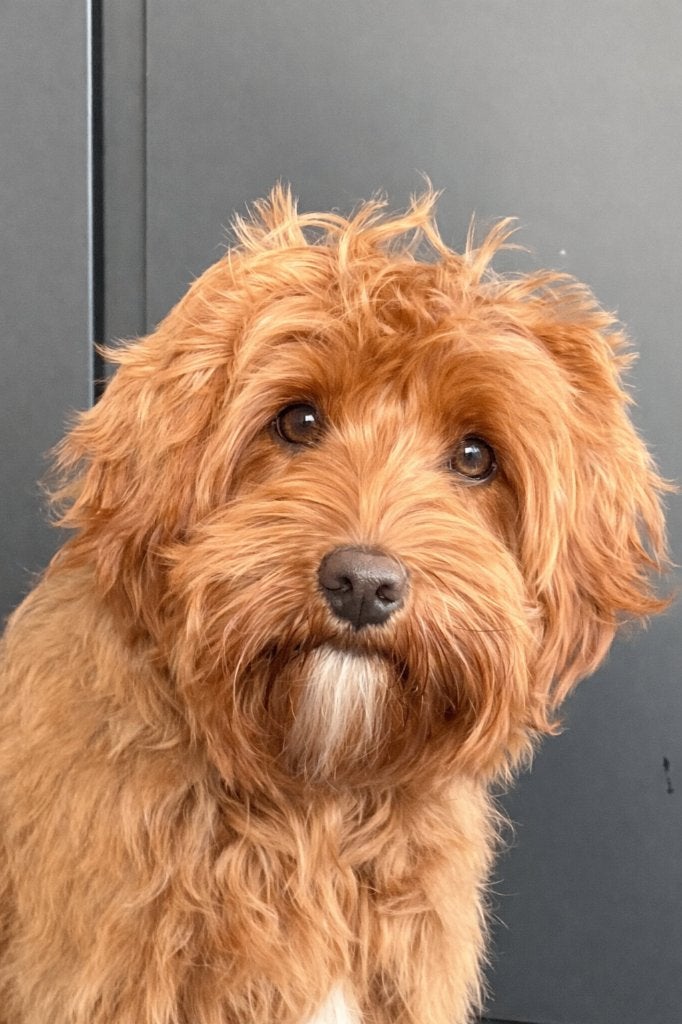 Mini Australian Labradoodle Dekreu | WALA stamboom, Parvo, Nederland, Reu, 1 tot 2 jaar