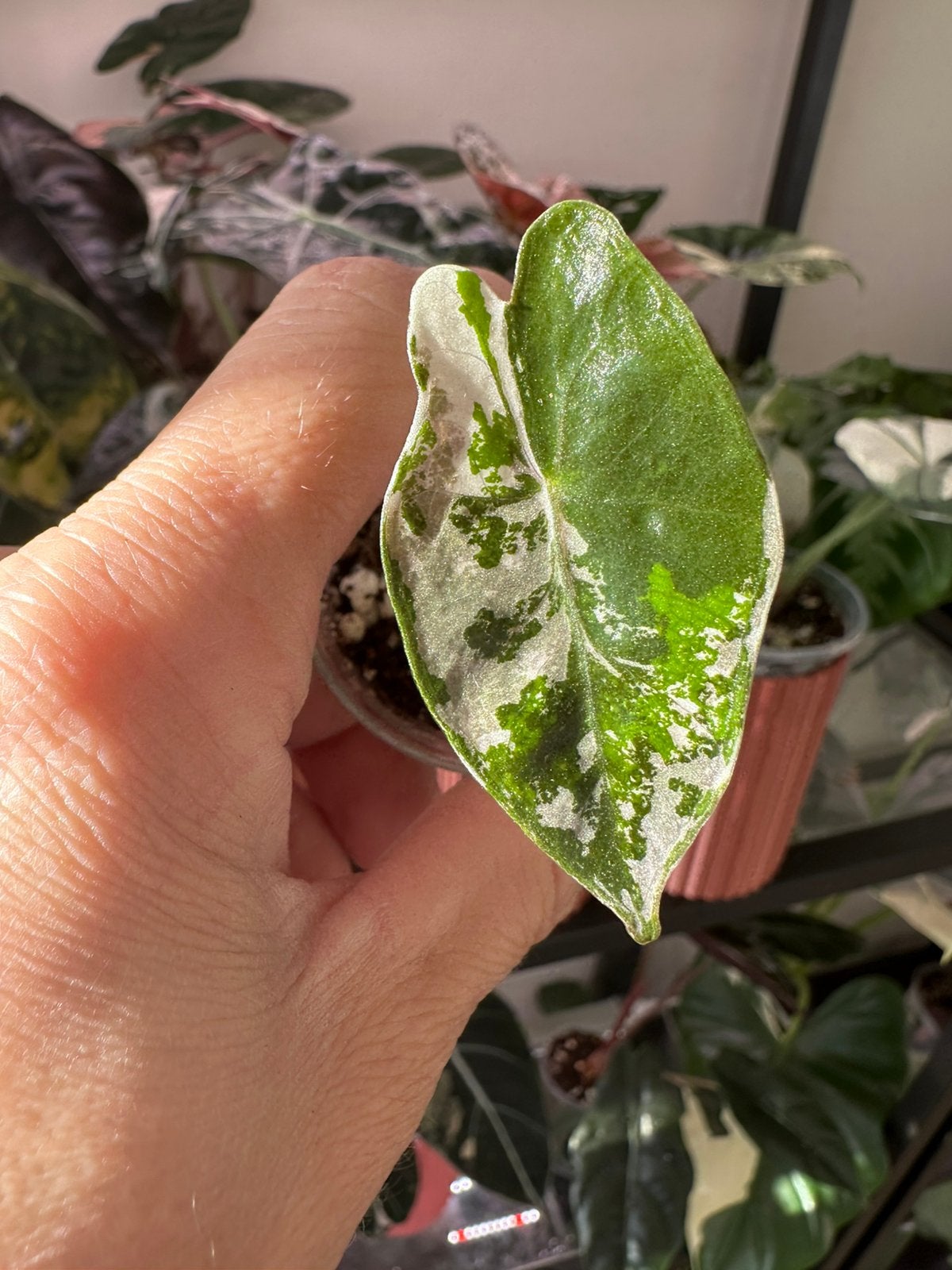 Alocasia sanderiana pink variegata nr.2, Ophalen of Verzenden, Halfschaduw, Minder dan 100 cm