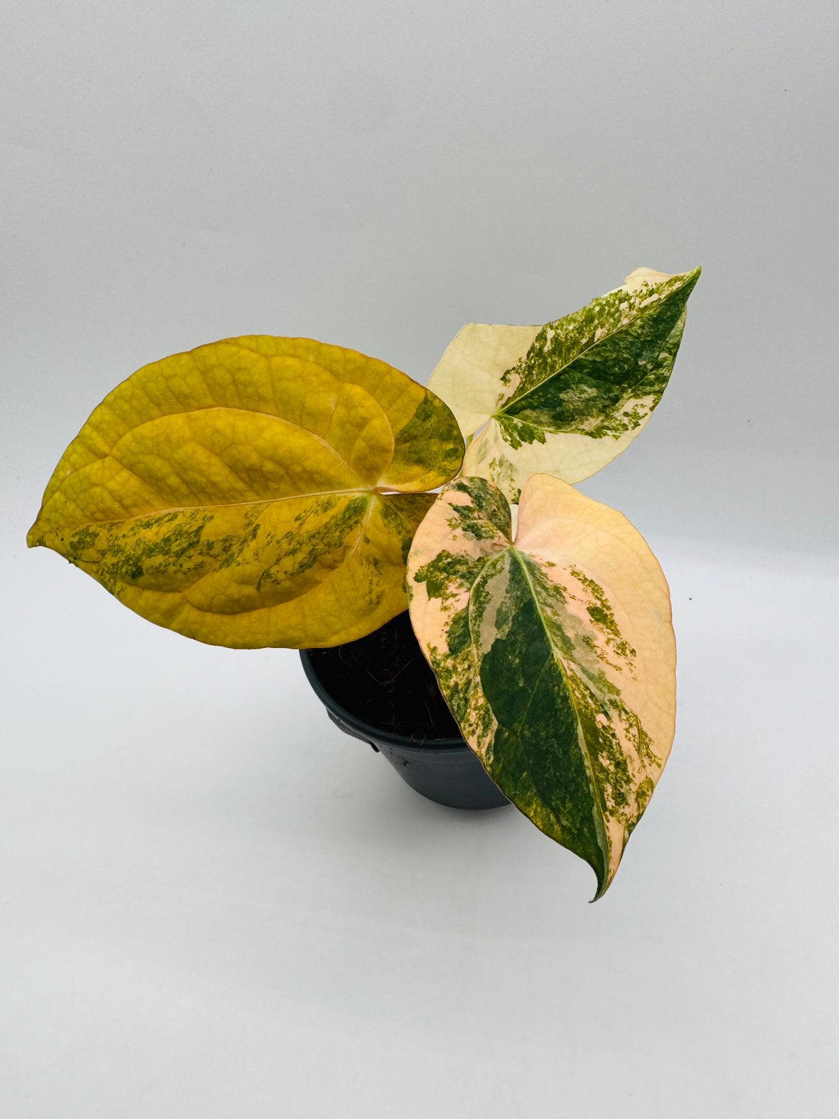 Anthurium (Papilliaminum Variegata x Magnificum) x, Huis en Inrichting, Ophalen of Verzenden, Halfschaduw, Minder dan 100 cm