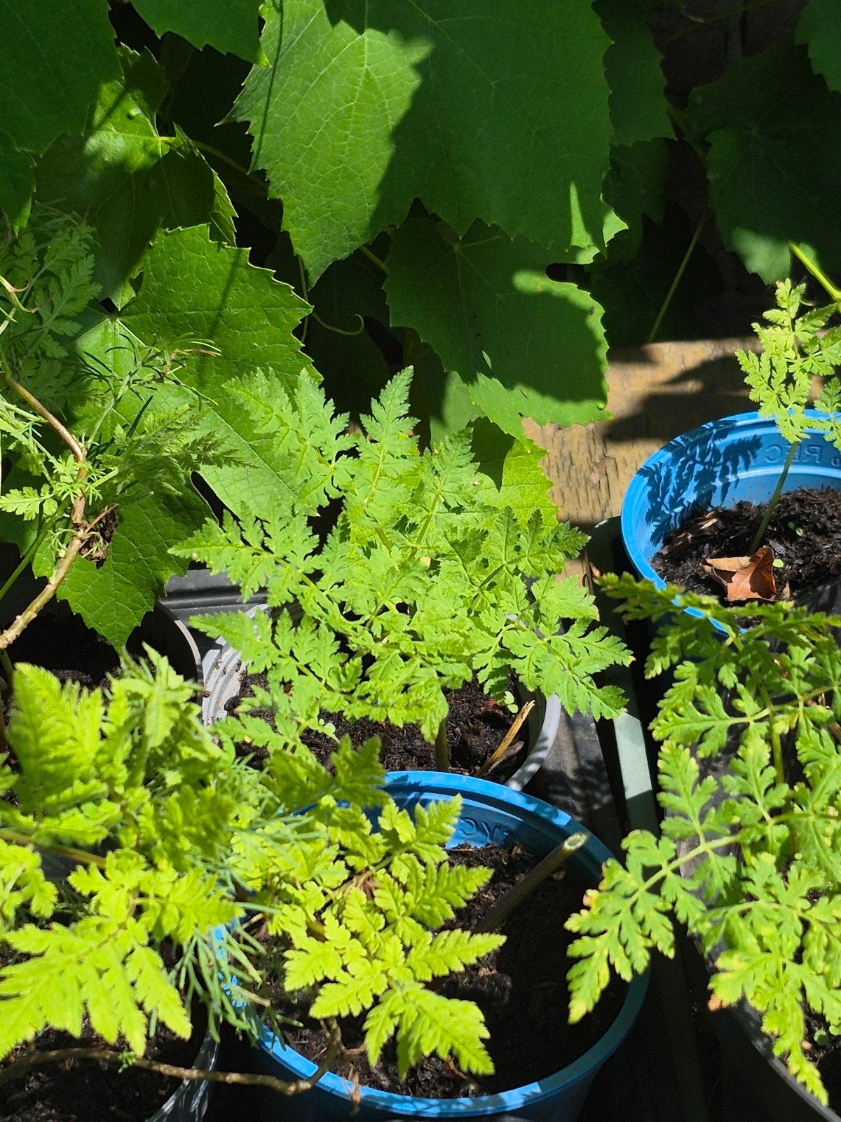Roomse kervel planten - Anthriscus cerefolium, Ophalen, Vaste plant, Halfschaduw, Kruiden