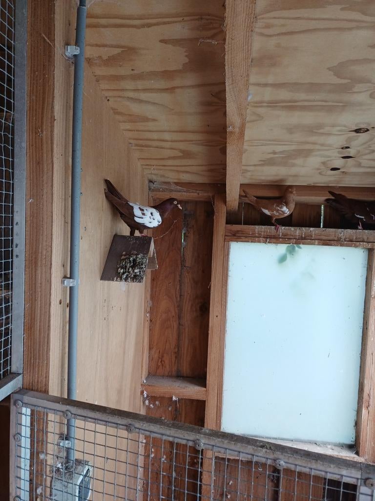 nederlandse hoogvlieger, Meerdere dieren, Postduif
