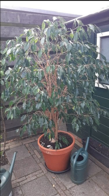 Ficus benjamini, Huis en Inrichting, Kamerplanten, Ophalen, Ficus, Halfschaduw, In pot