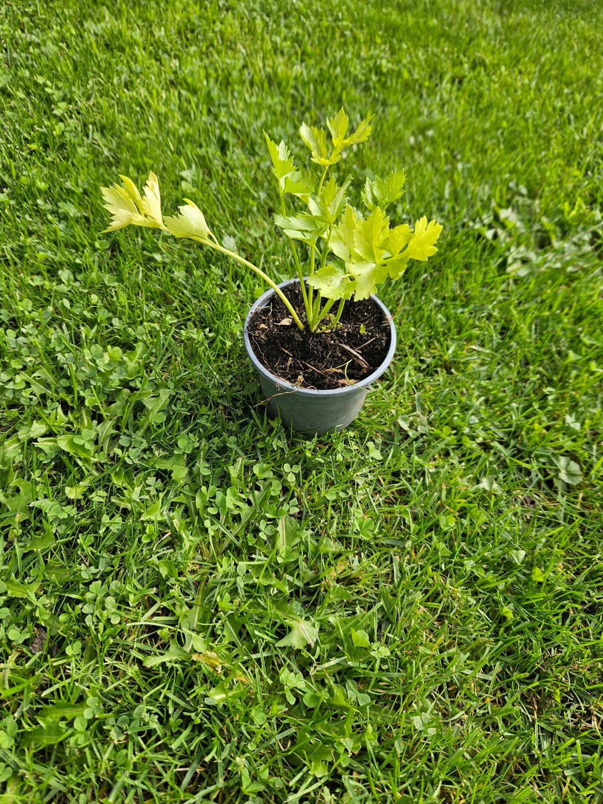 Selderij plantjes, Ophalen, Eenjarig, Groenteplanten, Volle zon