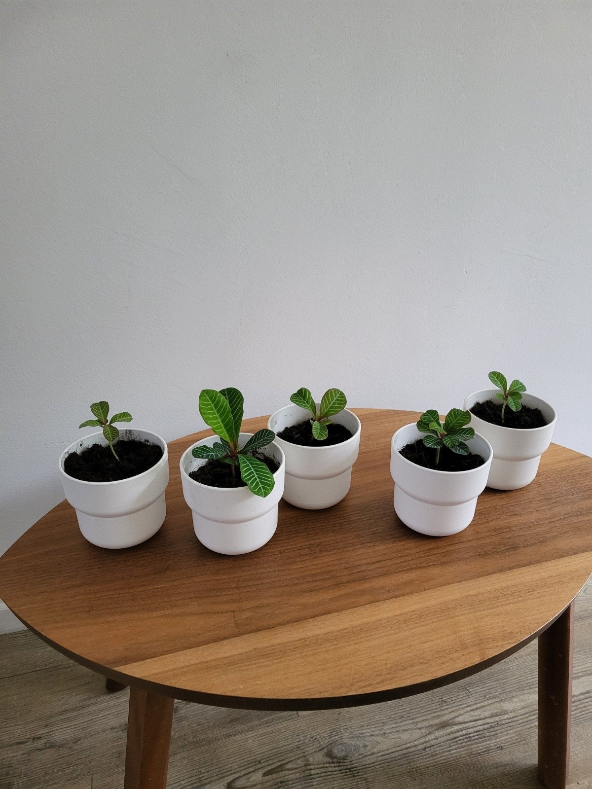 Gezonde Madagascar Jewel stekjes in pot, Volle zon, Vaste plant, Bloeit niet, Ophalen