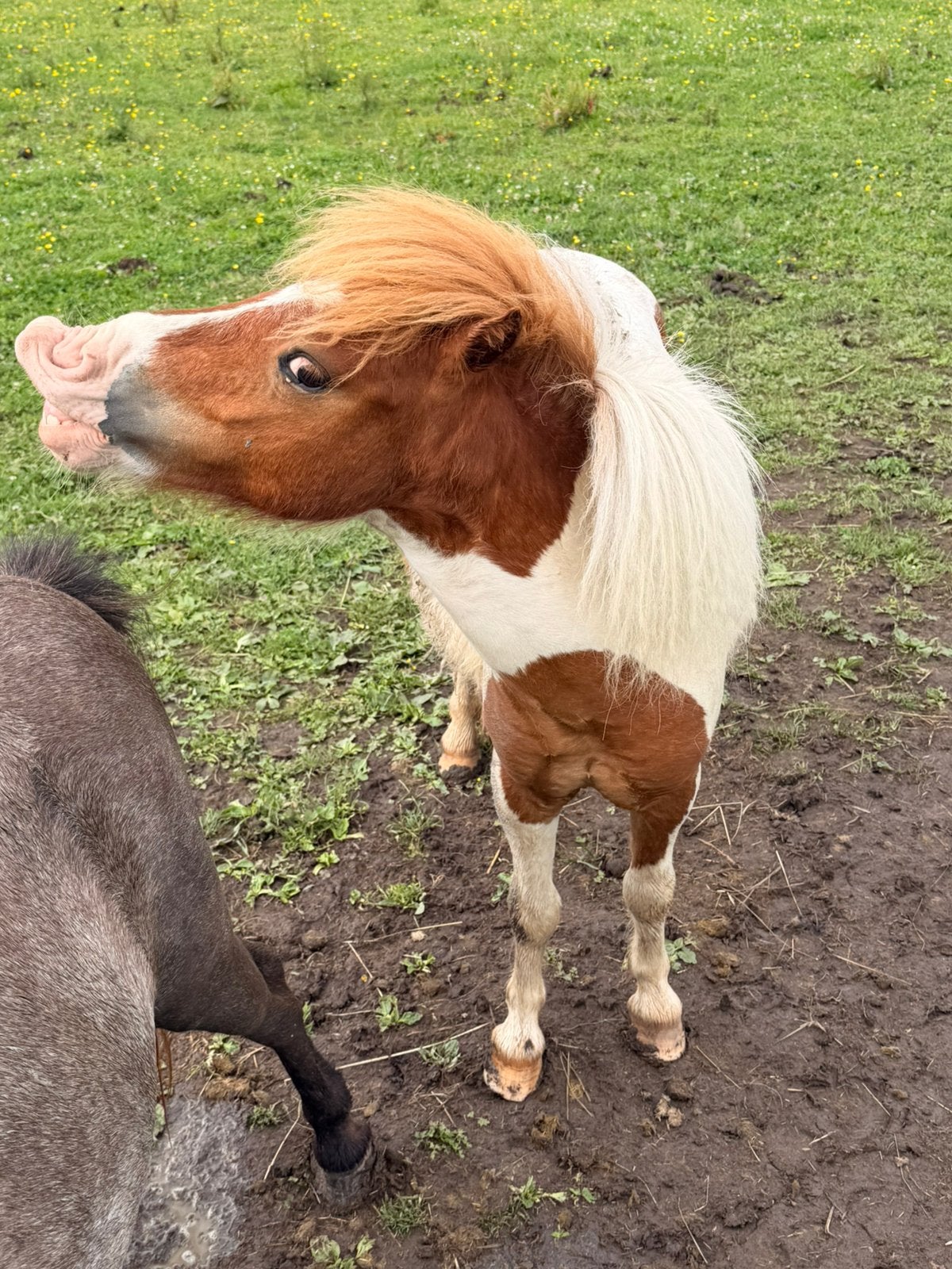 3 shetjes zoeken een nieuwe stal, Dieren en Toebehoren, 2 of 3 paarden of pony's