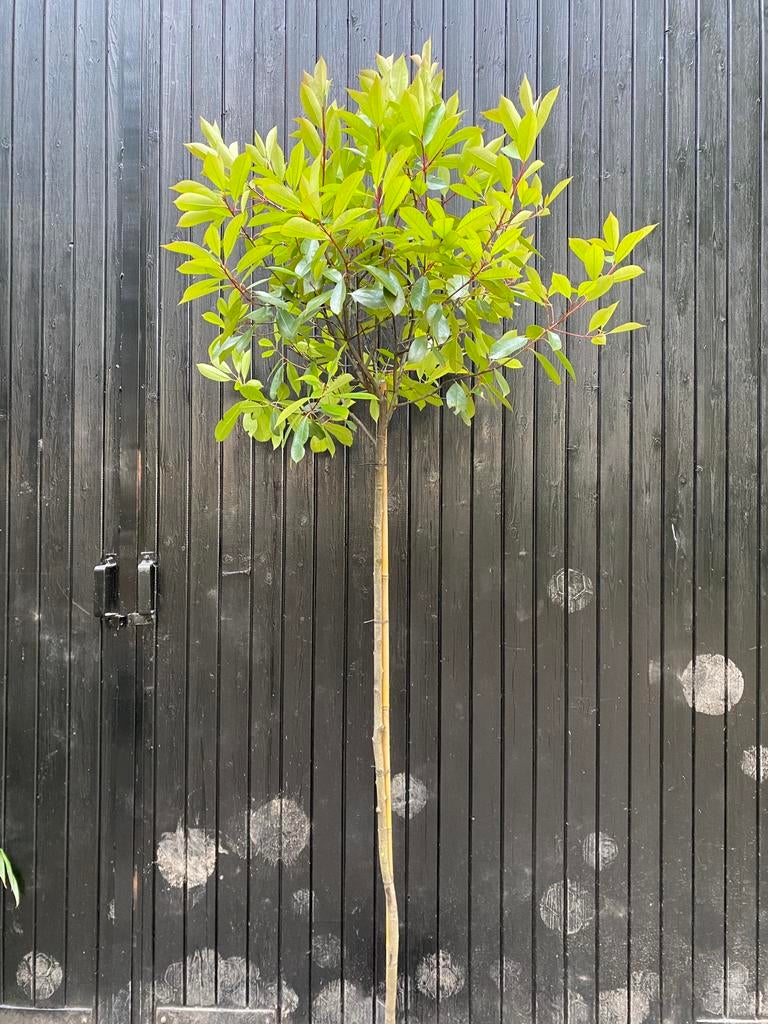 Photinia Red robin op stsm van 150cm Glansmispel, Ophalen, Overige soorten, Halfschaduw
