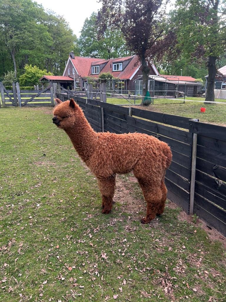 Heel mooi alpaca hengst veulen 2025, Dieren en Toebehoren, Augustus, Mannelijk