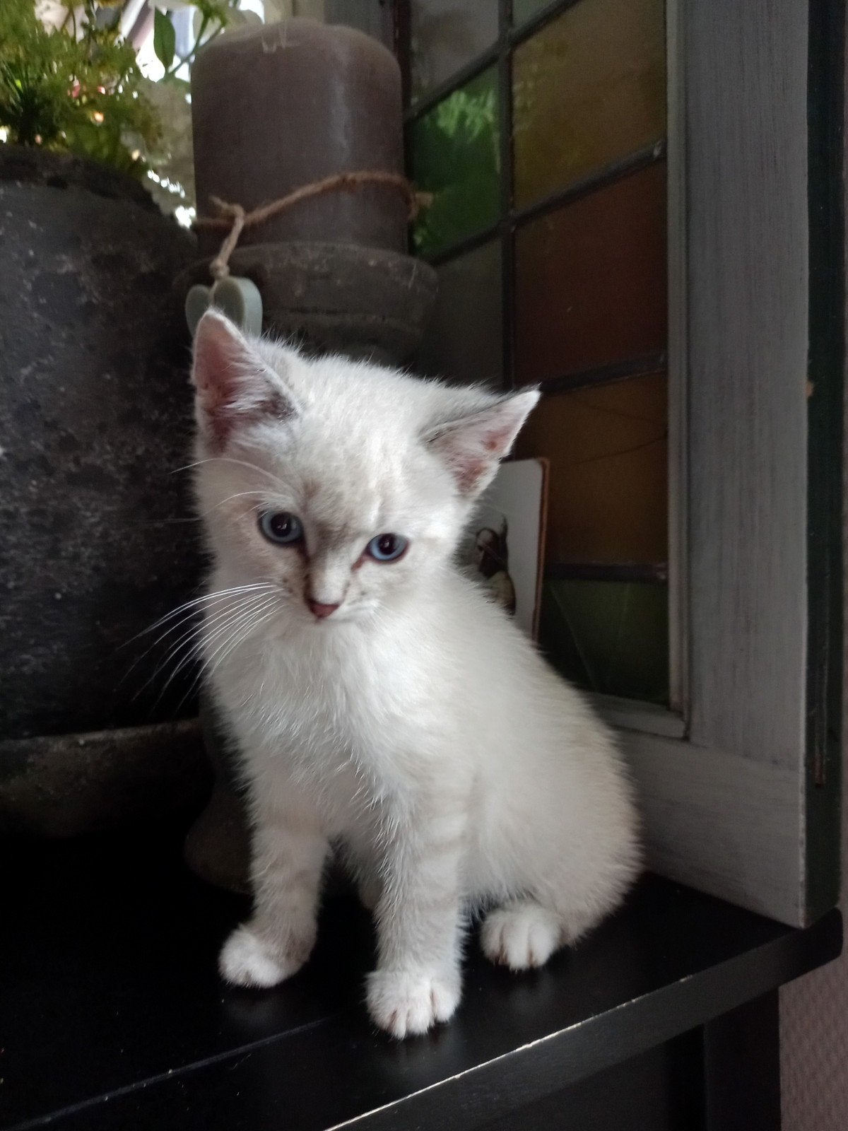 Schattige kitten mag naar een goed huisje!