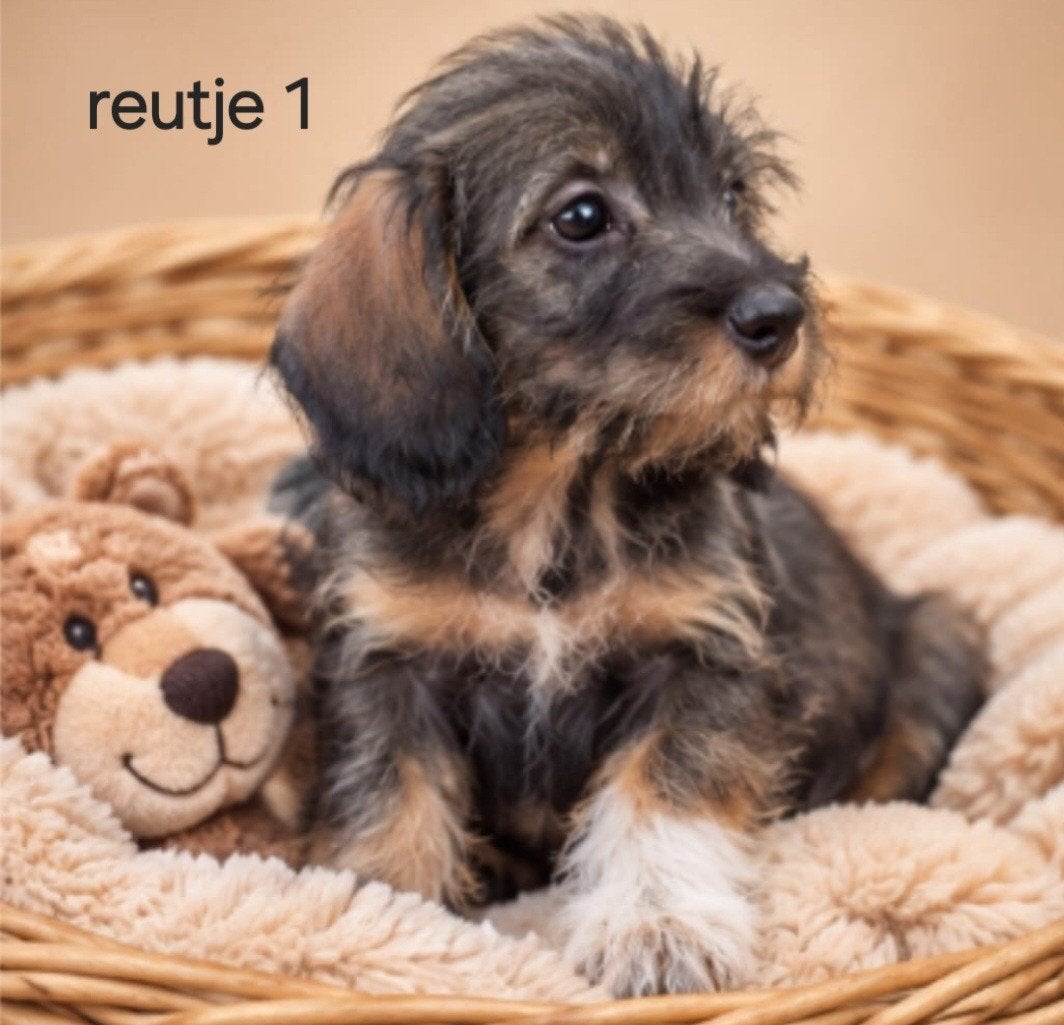 super lieve ruwhaar kaninchen  pups, Dieren en Toebehoren, 8 tot 15 weken, Dwerg, CDV (hondenziekte), Meerdere