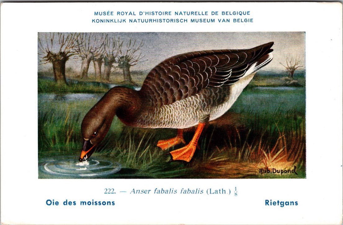 Rietgans / Bean Goose – Nº 222 – (KBIN / IRSNB), Verzamelen, Ansichtkaarten | Dieren, Verzenden, 1940 tot 1960, Ongelopen, Vogel