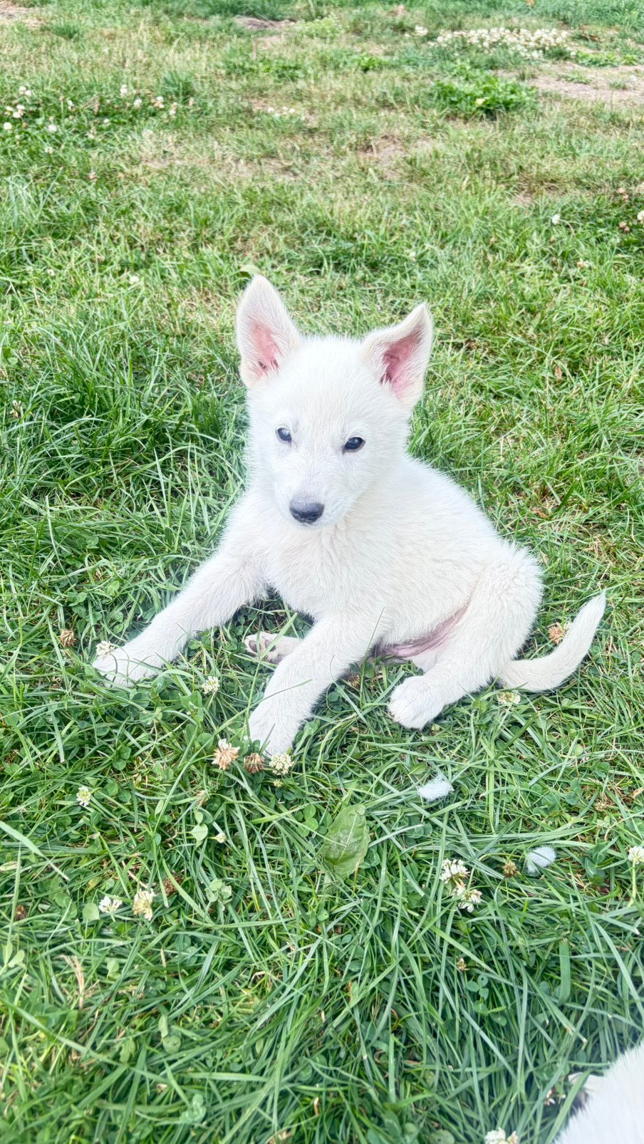 Puppys ❤️ Unieke kruising witte herder x ridgeback, Groot, Meerdere, Meerdere dieren, Nederland