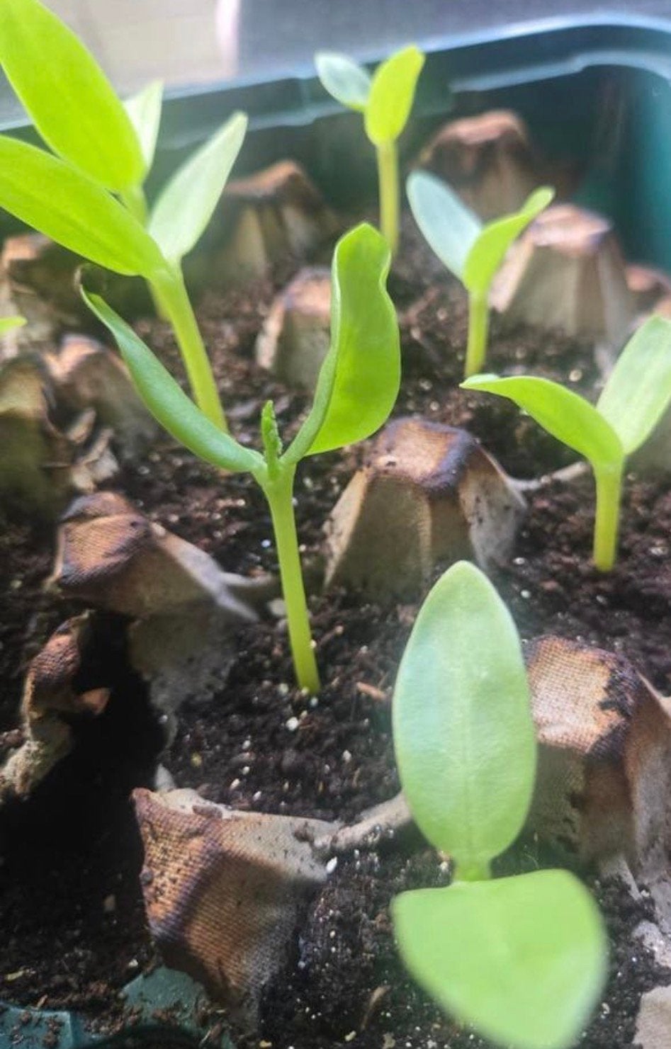 Pooi plant,, Ophalen of Verzenden, Zo goed als nieuw, Tak, Plant, Rots of Steen