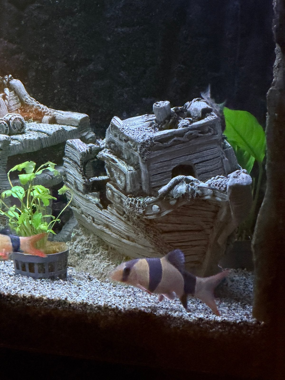 2 clownbotica vissen gratis, Vis, Zoetwatervis, Schoolvis