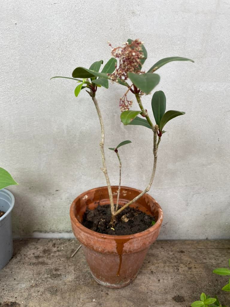 Skimmia in pot, Tuin en Terras, Planten | Tuinplanten, Vaste plant, Halfschaduw, Zomer, Ophalen
