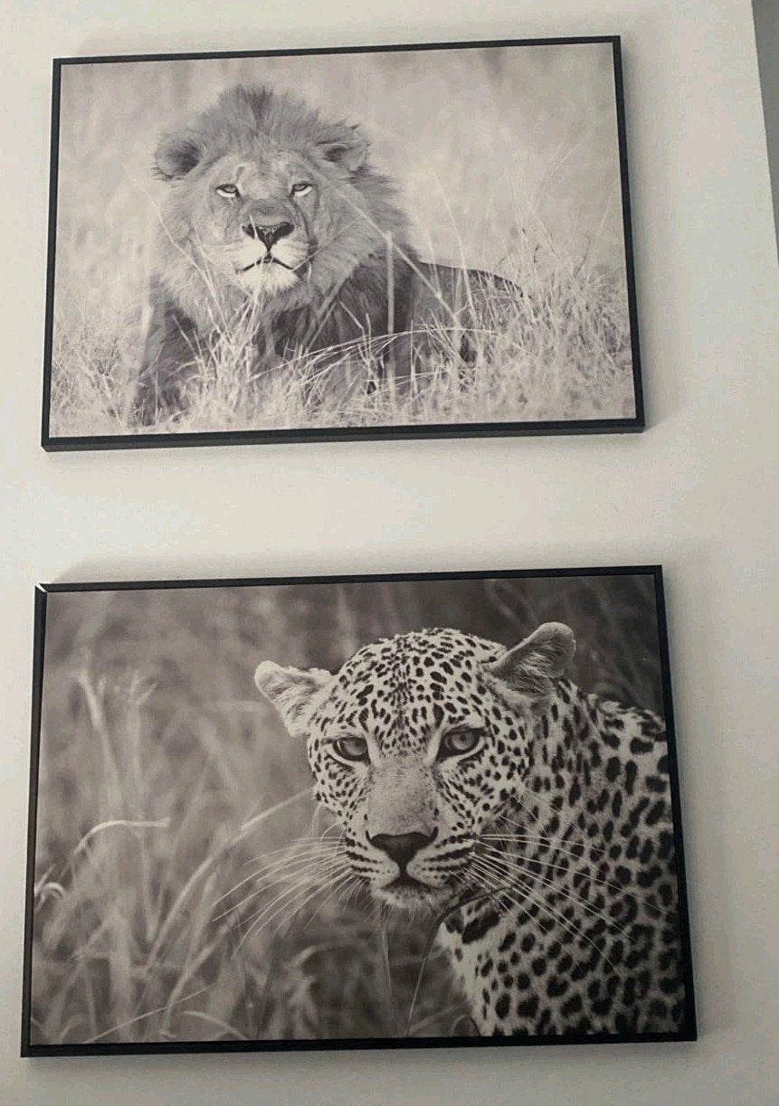 Set van 2 zwart-wit prints: Leeuw en Luipaard, Huis en Inrichting, Ophalen, 50 – 75, 50 tot 75 cm, Print