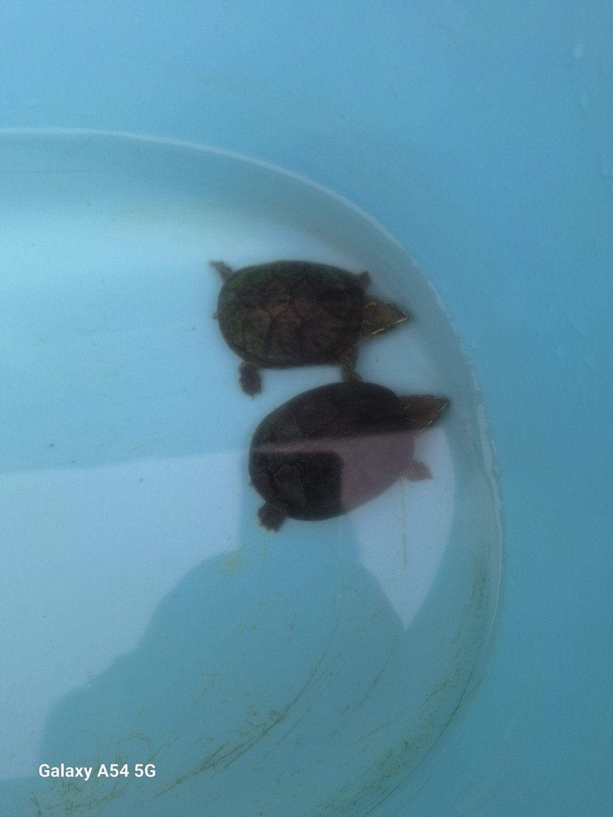 2 muskus schildpadjes Turtle - unknown for sale from PW
