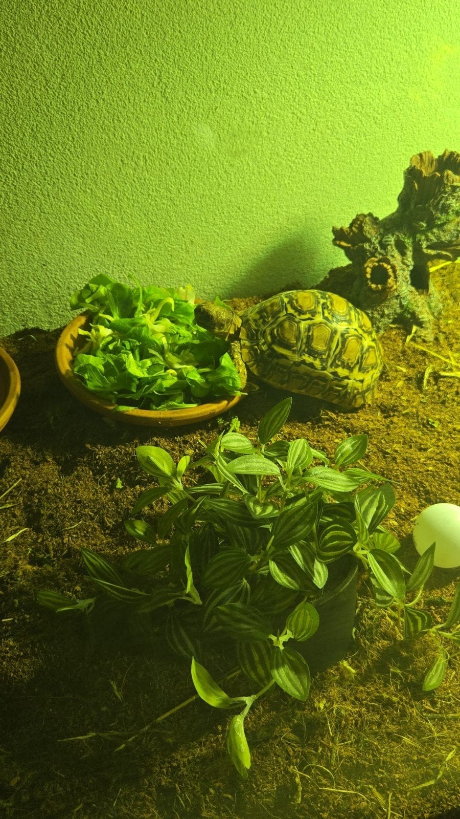 0.1 Stigmochelys pardalis vrouw Ruilen G
Stigmochelys, Schildpad, 0 tot 2 jaar