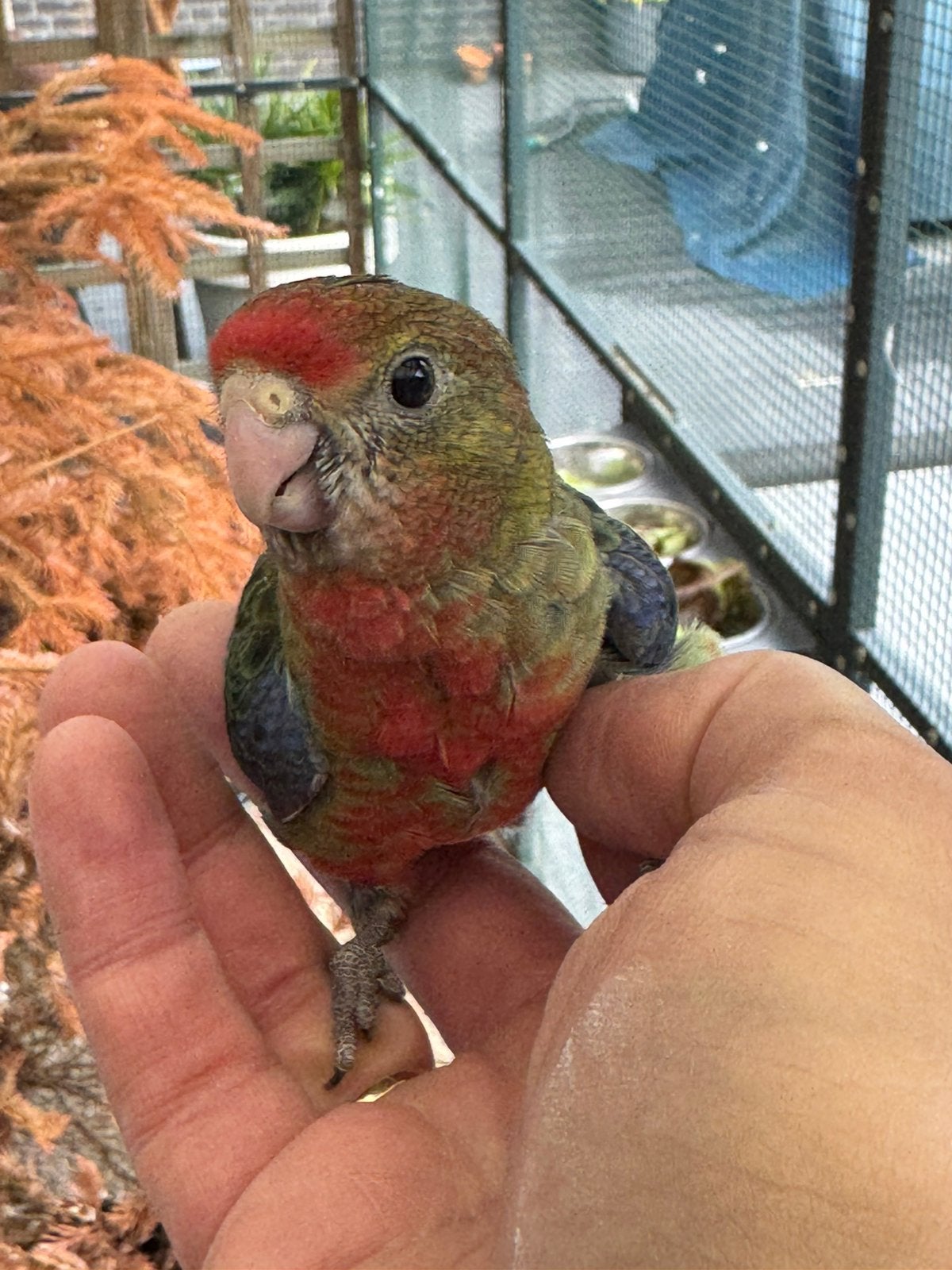 Jonge Stanley Rosella, Mannelijk, Parkiet, Tam