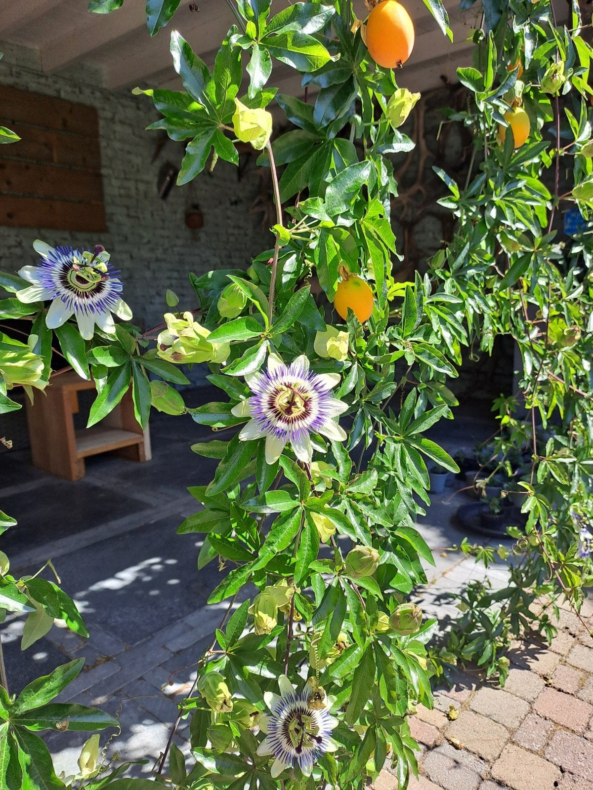 passiebloemen met vruchten ( gewortelde stekken ), Ophalen, Vaste plant, Overige soorten