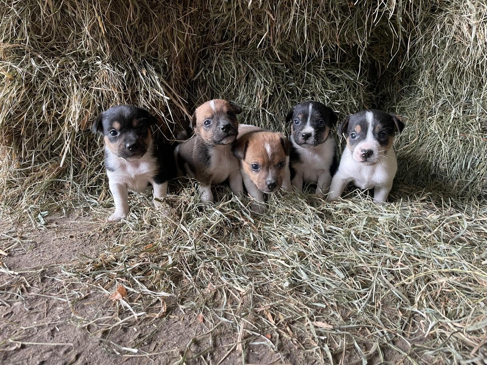 Te koop lieve Boerenfox pups, CDV (hondenziekte), 8 tot 15 weken, Meerdere, Meerdere dieren