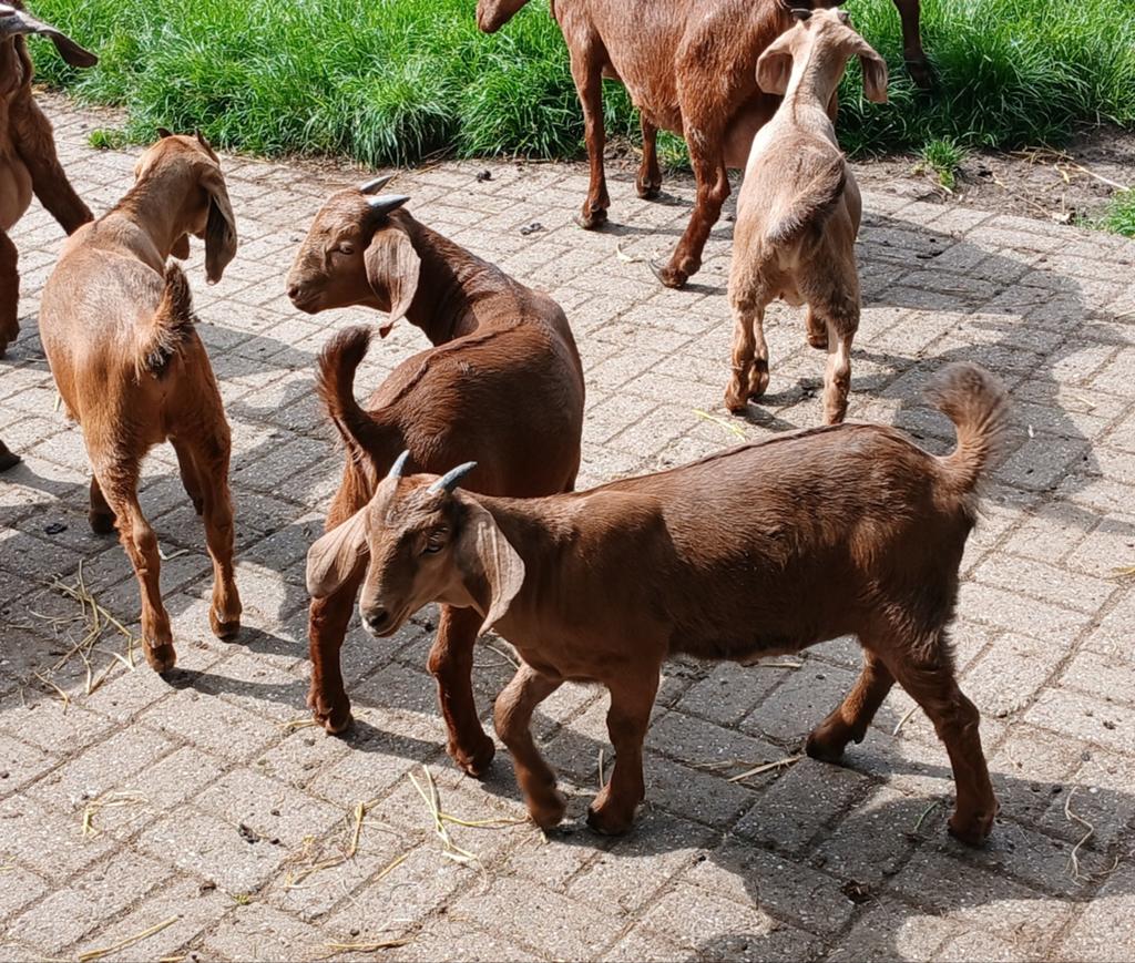 Boergeit red kalahary geitlammeren te koop, Dieren en Toebehoren, Vrouwelijk, Geit