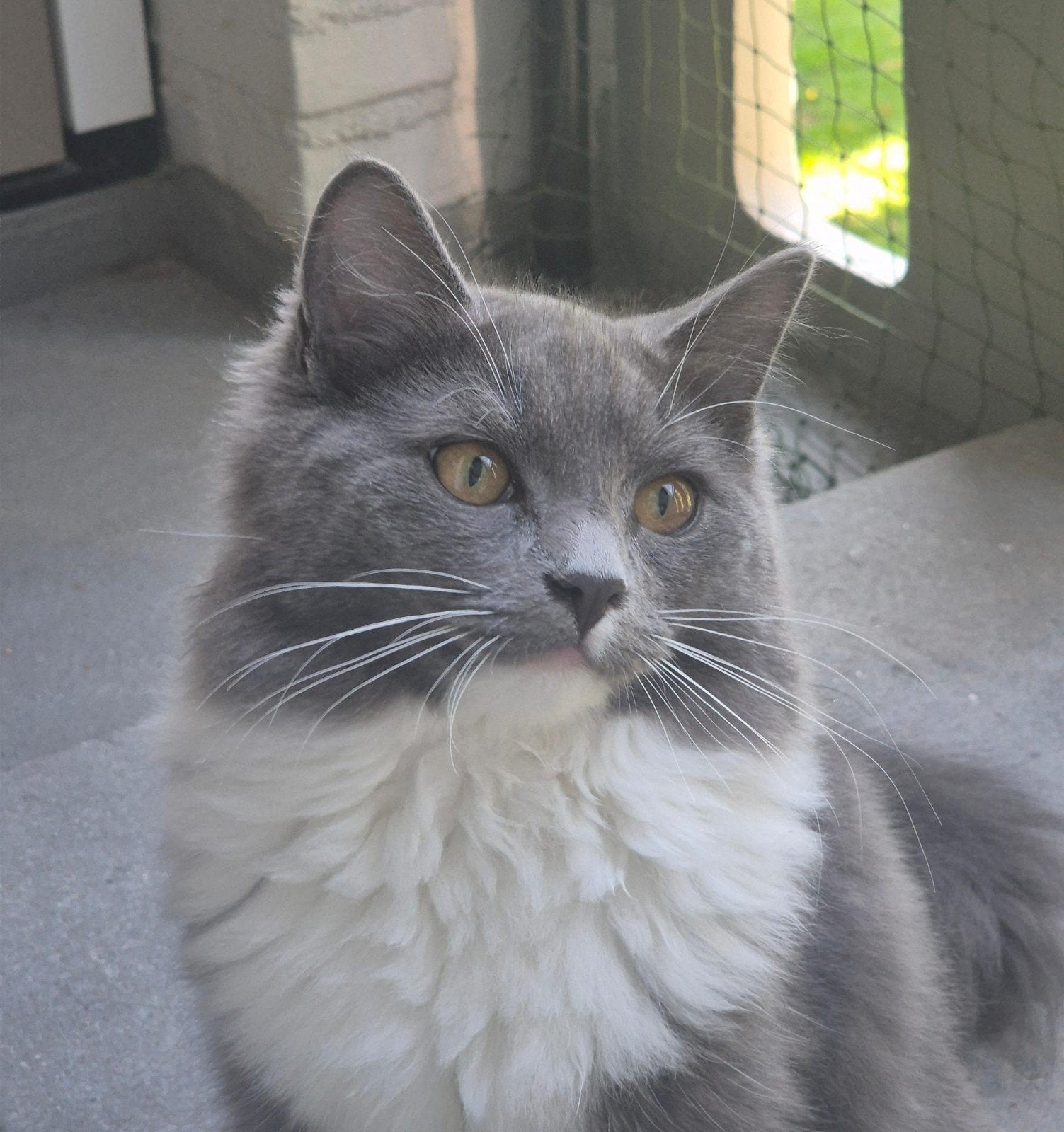 75% Maine coon kittens verwacht maine coon x ragdoll, Meerdere dieren, Gechipt
