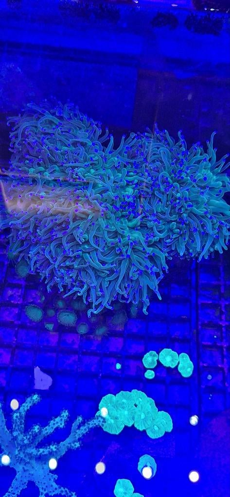 Torch koraal zeewater aquarium, Dieren en Toebehoren, Overige typen