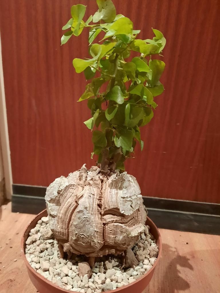 Dioscorea elephantipes, perfect caudex, succulent, plant, Verzenden, In pot, Halfschaduw, Minder dan 100 cm