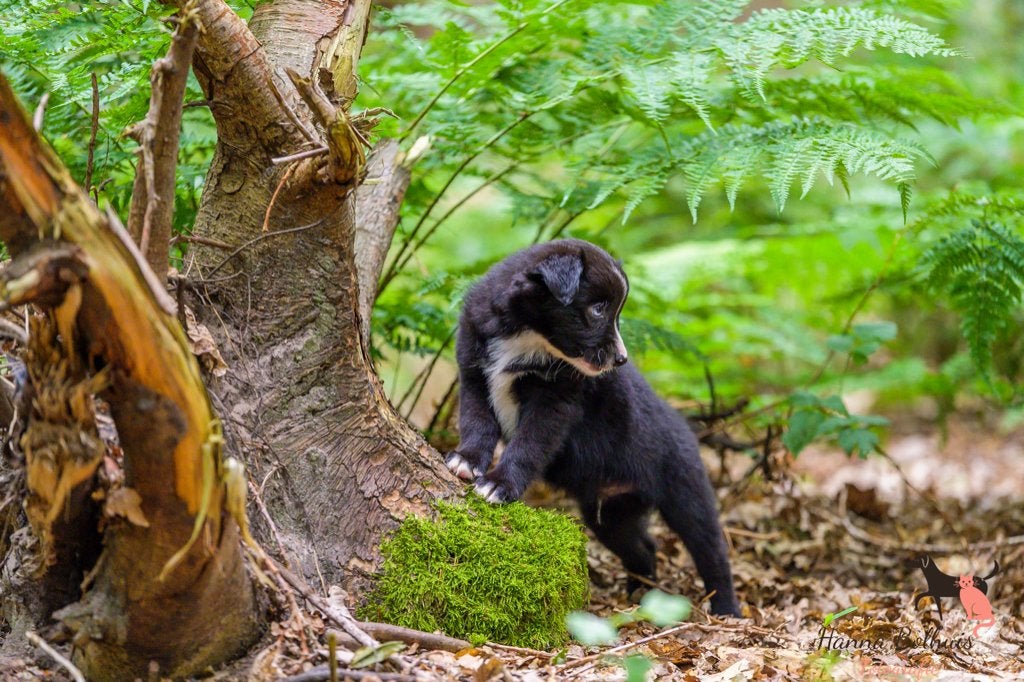 Australian shepherd mini pups, Dieren en Toebehoren, Honden | Herdershonden en Veedrijvers, Parvo, 8 tot 15 weken, Meerdere, Meerdere dieren