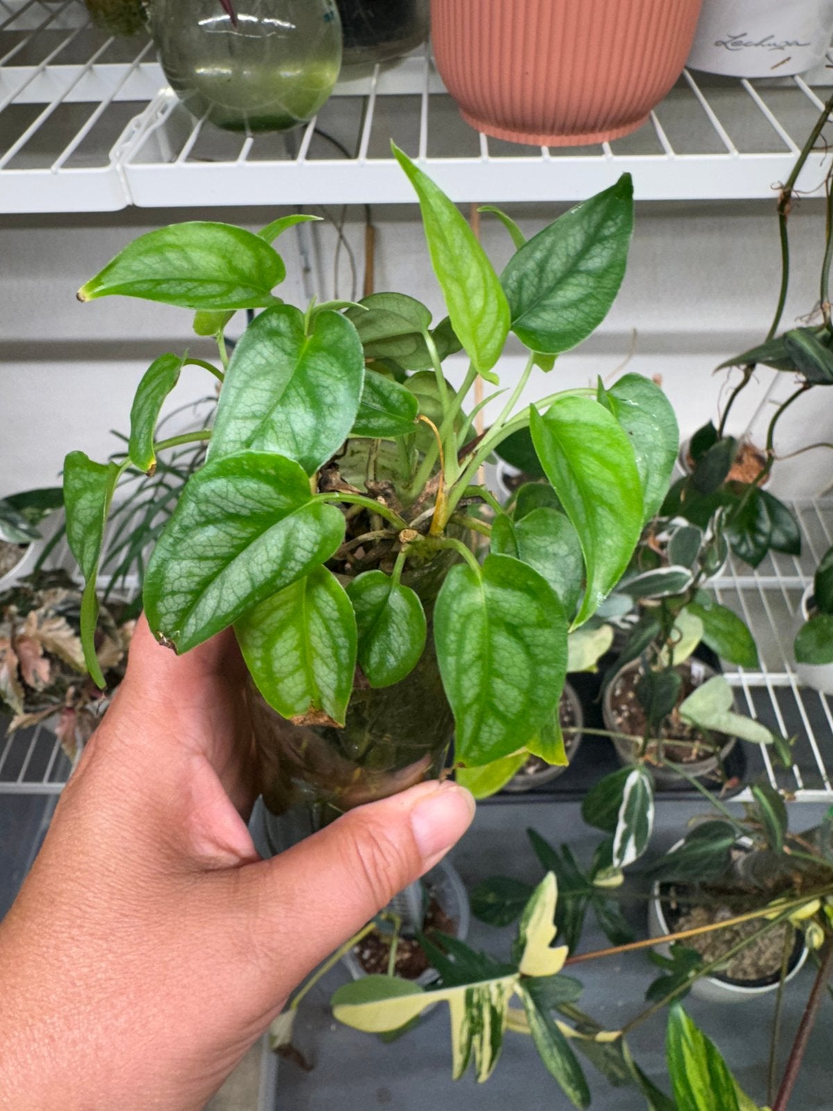 Monstera siltepecana stekjes, geworteld, Huis en Inrichting, Kamerplanten, Ophalen, Halfschaduw, Minder dan 100 cm
