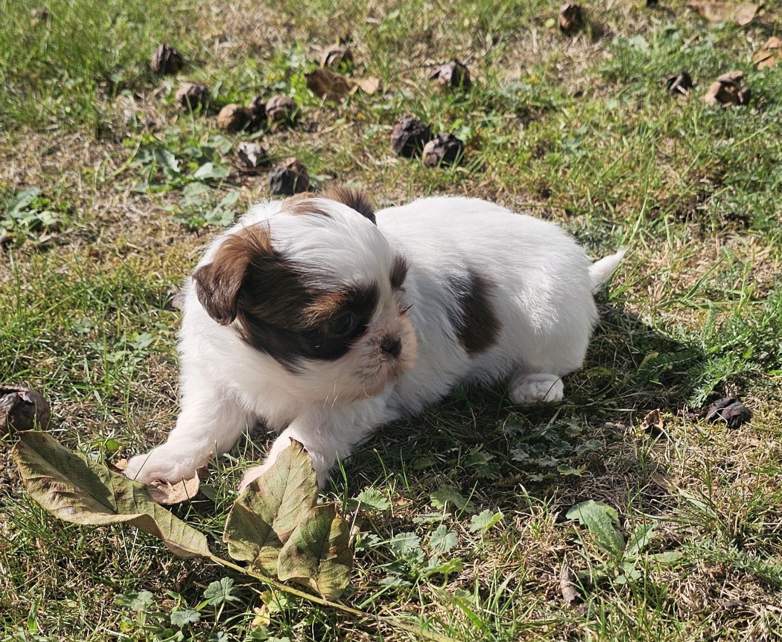 Shih-Tzu/Maltezer ( boomer), CDV (hondenziekte), Nederland, Overige rassen, 8 tot 15 weken